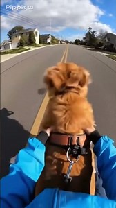 Golden Retriever's Joyful Sprint! #DogAdventures #HappyDog #RunningDog #GoldenRetriever