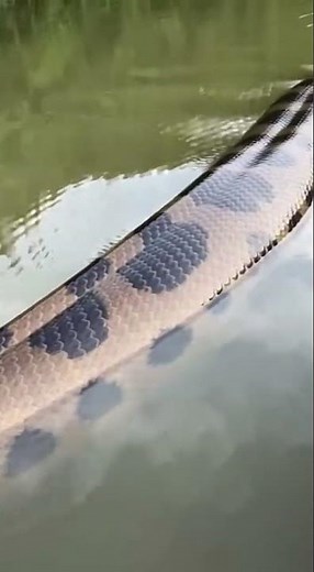 #giantpython #pythonattack #snakeattack #chickeneaten #wildlifeshock #terrifyingmoment #brutalscene