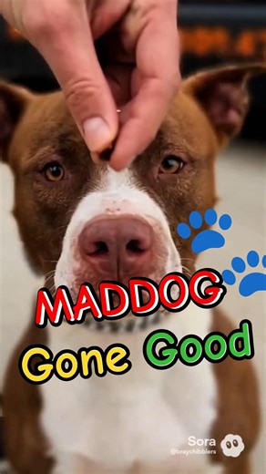 Dog Training Gone Right