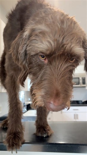 33 reactions · 5 comments | Dudley and the kitchen counter #goldendoodlelove #campabbydabbydoodles #happycamper #love #uhoh #lol | Camp Abby Dabby Doodles | Facebook