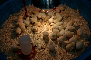 7 Simple Chicken Brooder Ideas To Raise Healthy Chicks
