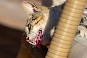 Why Is My Cat Panting, Mouth Open And Tongue Out Like A Dog? - Happy Cat Formula
