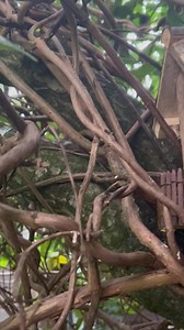 70K views · 3.2K reactions | Can any mouse fans help my daughter in law Ellie and grandson Roman were watching peanut the mouse in the tree house then she just shouted me up the garden she said you have a mouse with a white stripe down it’s back and white patches I couldn’t believe my eyes I’ve no idea and never seen one like that before | The Mouse family that live by the brambles | Facebook