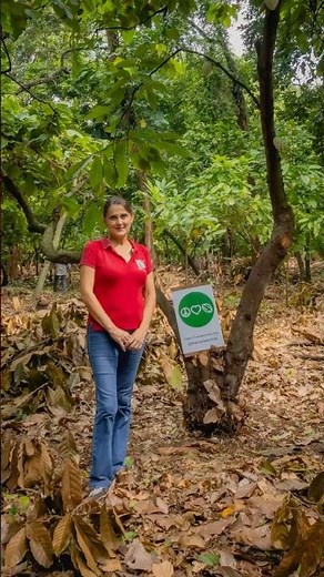 How Rainforest Cocoa Grows Together With Nature