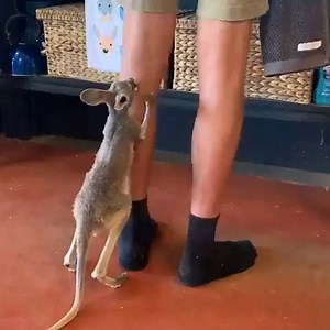 1M views · 16K reactions | "Hurry up with my milk already! Little Sasha clearly rules the roost at The Kangaroo Sanctuary Alice Springs." Australia.com posted this video to their Twitter account that has racked up thousands of likes in the past 24 hours. #seeaustralia #NTAustralia | 7NEWS Australia | Facebook