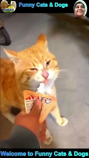 funny cat videos #cat #shorts #funny #catvideos #funnycats #cats #foryou #viralshorts