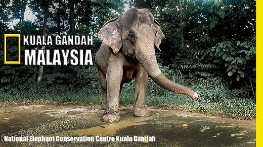 Nestled in the lush tropical rainforests of Malaysia, the Kuala Gandah Elephant Sanctuary offers a unique and unforgettable experience. This sanctuary is dedicated to rescuing and rehabilitating endangered Asian elephants. Visitors have the rare opportunity to learn about these magnificent creatures up close, witness their daily routines, and even participate in activities like feeding and bathing them in the river. It's not just a visit; it's an immersive journey into conservation efforts and t
