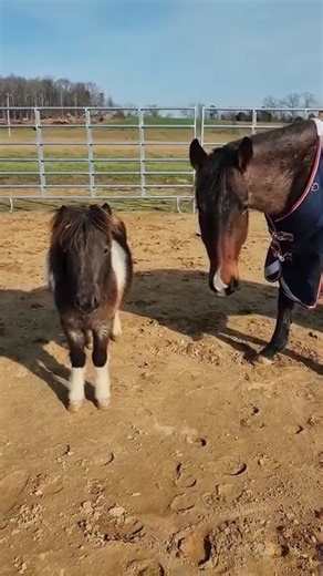 30K views · 1.4K reactions | Does Johnny and the little minion still share a pasture?? | Blue Pine Quarter Horses | Facebook