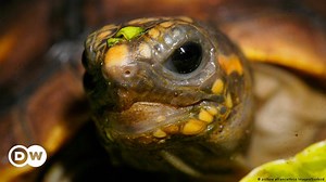 Saving Cape Verde's turtles