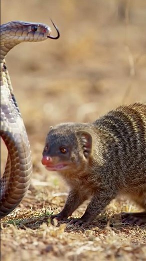 "Mongoose vs Cobra! | Epic Fight for Survival" #animal #snake #wildlifeentertainment