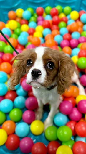 Check out Hazel and Oakley working through some confidence building & impulse control exercises!🐾💙 Embracing the journey of puppyhood means more than just cute moments – it’s about setting the foundation for a lifetime of good behavior and a balanced mindset! Our puppy program not only includes obedience training and socialization, but we also use obstacle courses and distraction training protocols to build each puppy’s confidence, body awareness, and handler focus. Nice work pups!👏 | Love in
