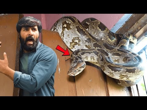 खिड़की में लिपटा अजगर सांप 🐍 देख सबके रोंगटे खड़े हो गए 😱 Murliwale Hausla