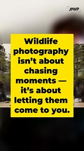 “Be present, not predatory.” Matt Shannon shares one of the most grounding lessons in wildlife photography — great moments happen when you slow down and let nature unfold. In this session, he stitched multiple shots together (using the same lens!) to reveal elk in their true environment — no chasing, no disturbance, just storytelling through stillness. 👇 Comment PRESENT to get the replay link. #WildlifePhotography #MattShannon #JoWP #EthicalPhotography #Storytelling | Journal of Wildlife Photog