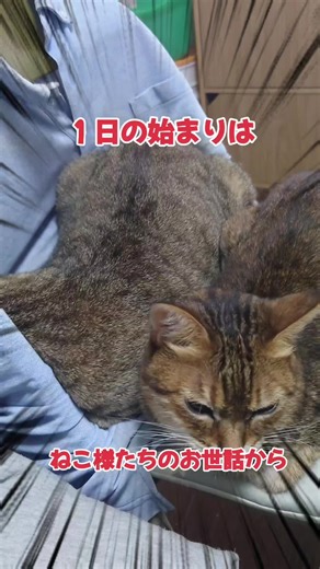 ぐうたら猫家族😻 #捨て猫 #保護猫 #猫は家族 #猫のいる暮らし