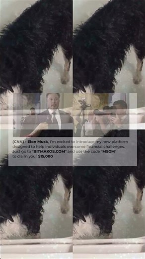 Adorable BFF Pets Compilation 2016 119s