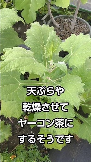 シャキシャキで美味しいヤーコンの簡単な育て方【ダイエット】 How to easily grow crunchy and delicious yacon #ヤーコン #育て方 #ダイエット