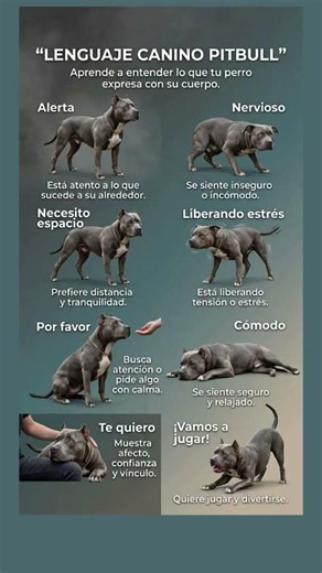 Lenguaje Canino Pitbull: Aprende a Entender lo que Tu Perro Te Dice