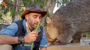On this episode of Breaking Trail, Coyote meets Wanda the Wombat! Wombats are marsupials and can be found throughout a wide range of Australia. However unlike their cousins the Koala and the Kangaroo they are primarily nocturnal... So in this special animal encounter Coyote gets to meet one sleepy Wombat who is just about to wake up from her daytime slumber. Some might say you DON’T WAKE the WOMBAT, but Coyote feels that with a few carrots and some leafy greens as a breakfast offering, he’s got 