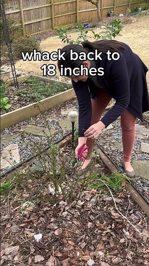 Rose pruning guide - when and how to prune roses #gardening