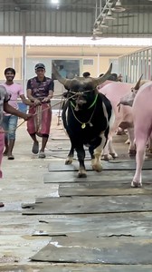 Powerful Hefty Bahubali Bull Coming Out of The Herd || #viralreels #fbreels #trendingreels #reelsfb #fyp #Bangladesh #OMG #reels #video #india #Bahubali #viralvideo #funny #bull #cow #cattle #animals #viral #trending | Biggest Cow in Bangladesh