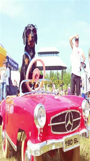 Funny Wiener Dog Pulling Up Surprise