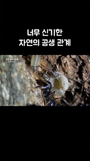 진딧물을 보호해주고 단물 뽑아먹는 개미 #골라듄다큐 #shorts