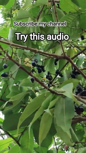 Lavangi "Jamun"/ Java plum Tree. #shorts#ytshorts#audio #trending #viralvideo #viral #javaplum