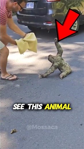 Why You Shouldn’t Touch A Sloth Too Fast 😱🙏