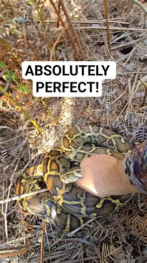 GORGEOUS PYTHON PERFECT CAPTURE!