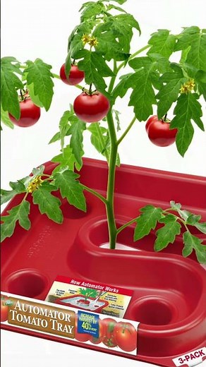 Learn how to grow plants without soil using hydroponics!