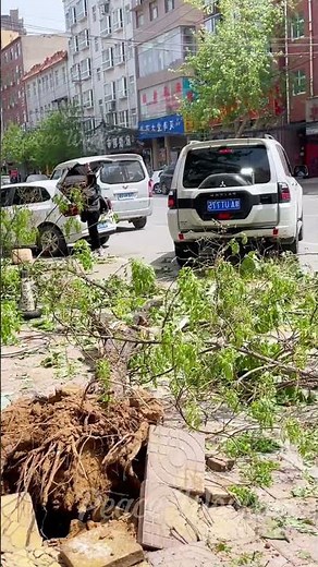 Pulling Out A Tree Stump With A Car 🌲