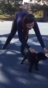 4.9K views · 378 reactions | Assistance Dogs Australia on Reels | Facebook