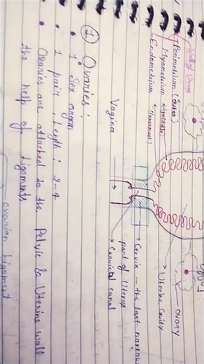 female reproductive system 🤯✨ important diagram for 12th board