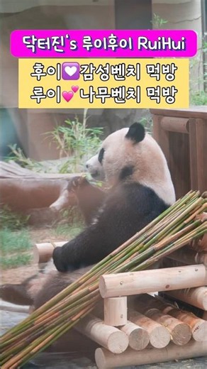 닥터진‘s 루이후이 Ruibao & Huibao💟감성벤치와 애착 인조바위벤치에서☀️루이💕후이 행복 먹방🌼
