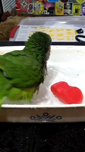 bath time! #quakerparrot #monkparakeet #birdbaths