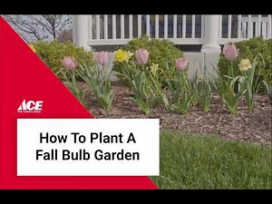 How to Plant Spring-Flowering Bulbs in Fall | Ace Hardware