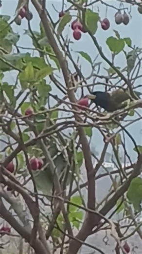 How dear is the tomato to this hungry bird l #shorts