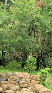 1.6K views · 66 reactions | Mulberry tree? More like Murr-beary tree  Our youngest American black bear, Murray, is an excellent climber — just as he should be! Black bears use their curved claws to quickly and agilely climb trees. So fear not, Murray knows what he's doing.  : Animal Care Cassie | Museum of Life and Science | Facebook
