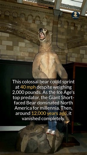 50K views · 557 reactions | This 2,000-pound Ice Age predator could sprint at 40 mph before its mysterious extinction. #historyfacts #ancienthistory #megafauna | Antiqua | Facebook