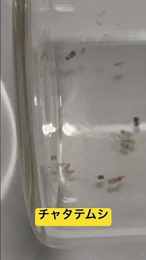 チャタテムシ #チャタテムシ #モストップ #害虫防除技術研究所 #害虫