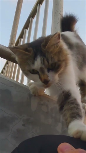 地域猫のキジ白さん初めての肩乗り #野良猫 #ネコ