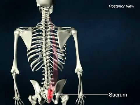 Iliocostalis - AnatomyOnlineCourse