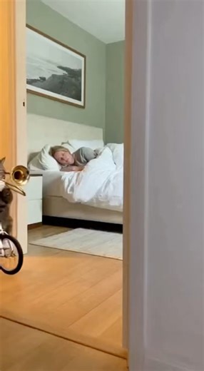Cat Trombone Prank at 3AM! She's Mad #cat #brassband #funny #sleepparalysis #short
