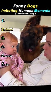 Funny Dogs Imitate Humans 🤣 ( part -5 ) #funnydog #dogfails #ranking #funnyanimals