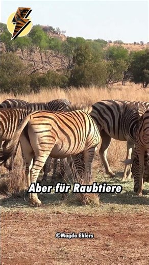 Wie dieses Tier seine Jäger verwirrt.