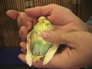 Perruche Ondulée eam adorant les caresses