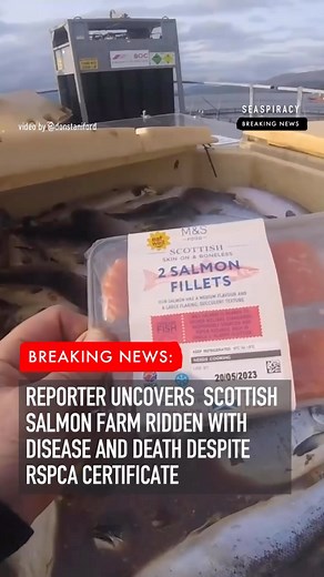 209K views · 86 reactions | Reporter catches salmon farm in Scotland...