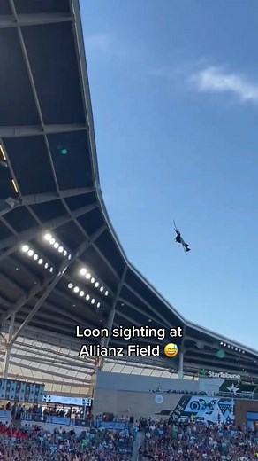 Loon Sighting at Allianz Field Stadium
