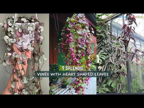 9 Splendid Vines with Heart Shaped Leaves | Beautiful Vines