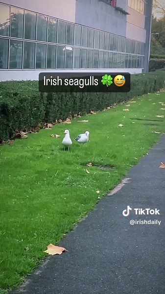 Irish Dancing Seagulls in Ireland | Funniest Seagull Dance Moves